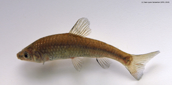 Pseudorasbora